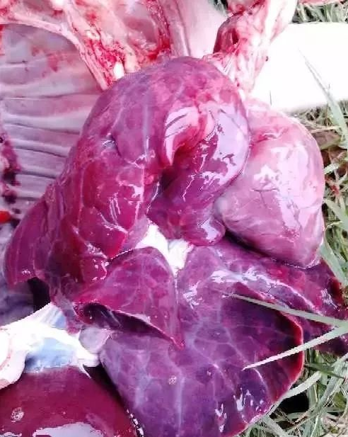 藍(lán)耳病肺部癥狀