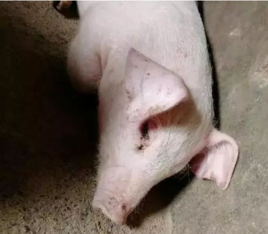 藍(lán)耳病臨床癥狀