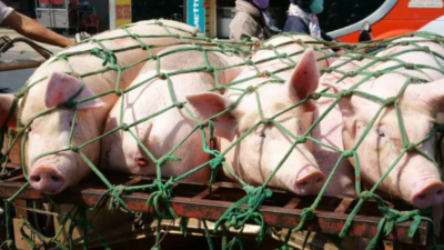 豬價(jià)漲勢(shì)利好，元旦上漲情況如何-上海邦森