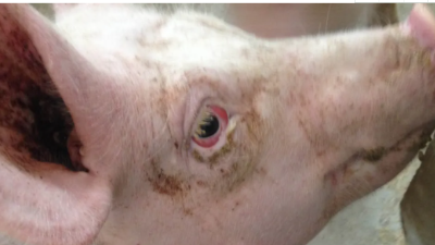 豬呼吸道病的發(fā)病原因，您有考慮過嘛！-上海邦森