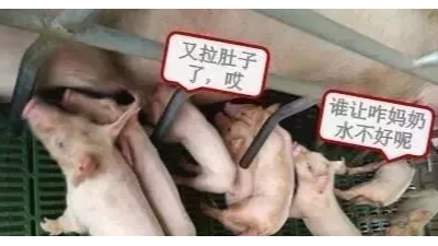 母豬奶水不好怎么辦？速壯丁幫您解憂愁