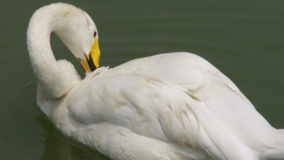 上海邦森技術(shù)分享鴨子抖震、頭不停搖擺的病因