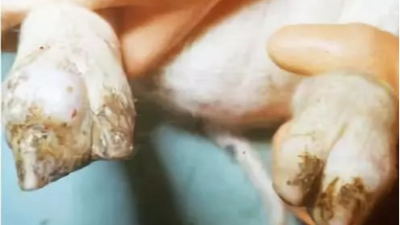 仔豬關(guān)節(jié)病的五大危害，聽聽技術(shù)老師提供的解決方案-上海邦森