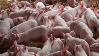 上海邦森豬價(jià)行情分析，3大利好消息