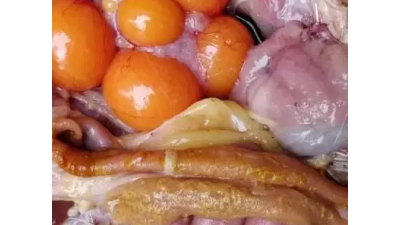 蛋雞球蟲病有哪些危害？上海邦森教您如何用藥。