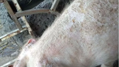 豬皮膚出現(xiàn)紅點、斑塊？快看上海邦森解決方案