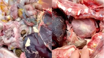 “小病”副豬，惹出的大麻煩！試試上海邦森提供的用藥方案