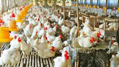 上海邦森分享：為啥說雞病防治，要從“腸”計議？