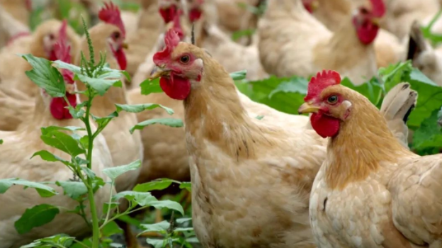 雞球蟲(chóng)病掌握這三點(diǎn)，輕松解決-上海邦森