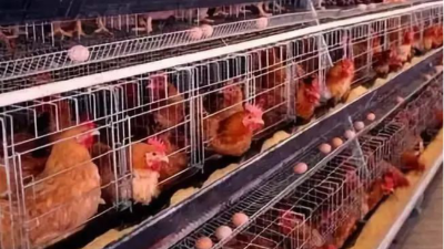 上海邦森分享七大方法讓蛋雞多產(chǎn)蛋，產(chǎn)好蛋。