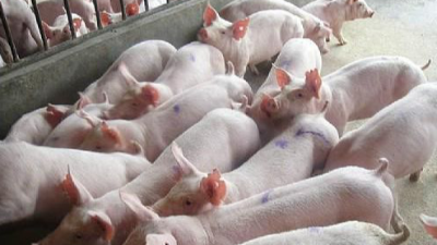 上海邦森程老師談豬?。贺i病經(jīng)驗(yàn)談