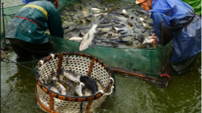 上海邦森提醒大家冬季水產(chǎn)養(yǎng)殖要注意這4點(diǎn)管理要點(diǎn)。