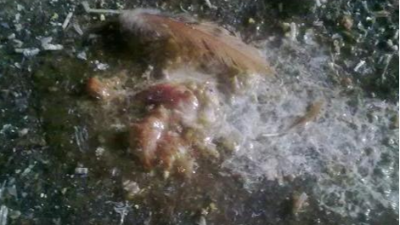 蛋雞拉紅糞會(huì)影響產(chǎn)蛋率和雞蛋品質(zhì)嗎？-上海邦森