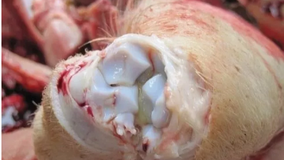 上海邦森提示：“影子病”要小心，當(dāng)下多發(fā)！