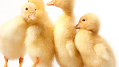 春季養(yǎng)鴨，上海邦森分享疾病防治之道