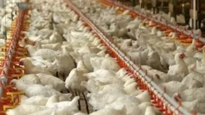 嚴寒天氣雞舍該如何管理，這幾點要注意-上海邦森