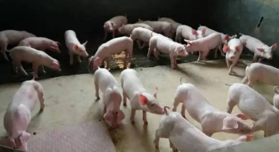 做好防非控藍(lán)，豬場(chǎng)穩(wěn)贏(yíng)-上海邦森