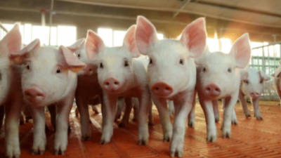 讓弱小僵豬不掉隊(duì)，一頭母豬多賺錢上海邦森