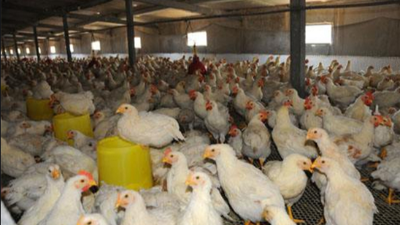 上海邦森行情分享肉雞價(jià)格還能破5元嗎？