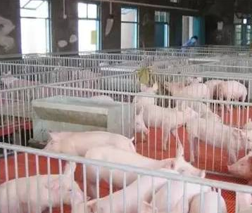 豬只流行性感冒，上海邦森教您一招輕松應(yīng)對(duì)